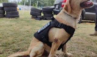 警犬退役后可以领养吗
